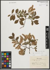 Foto von Salix starkeana Willd.